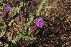 Onopordum cynarocephalum