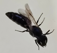 Hylaeus communis