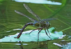Anax concolor