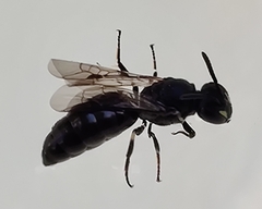 Hylaeus communis
