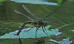 Anax concolor