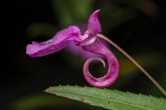 Impatiens chinensis