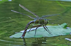 Anax concolor