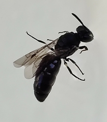 Hylaeus communis