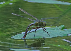 Anax concolor