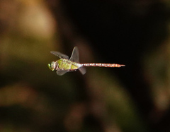 Anax concolor