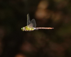 Anax concolor