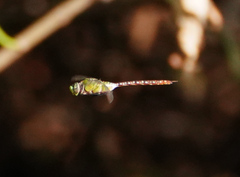 Anax concolor