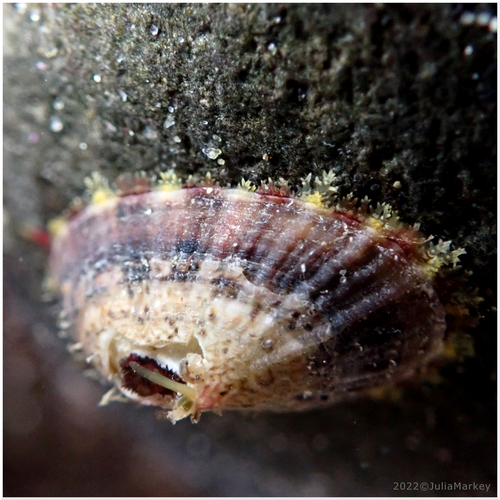 Volcano Keyhole Limpet