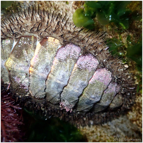 Mossy Chiton