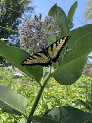 Papilio glaucus