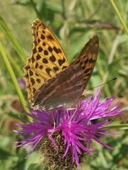 Argynnis paphia