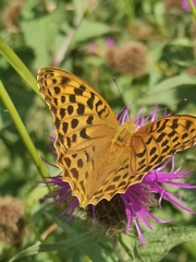 Argynnis paphia