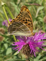 Argynnis paphia