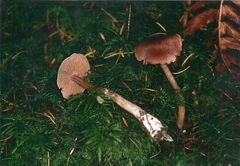 Cortinarius glaphurus