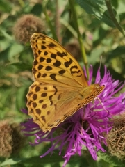 Argynnis paphia