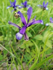 Iris sintenisii
