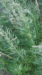 Artemisia tilesii