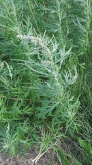 Artemisia tilesii