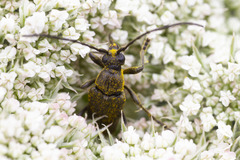 Lepturopsis dolorosa