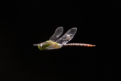 Anax concolor
