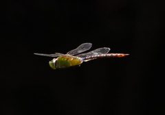 Anax concolor