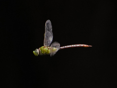 Anax concolor