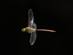Anax concolor