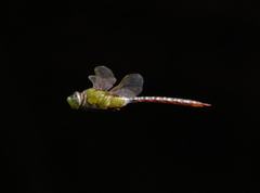 Anax concolor