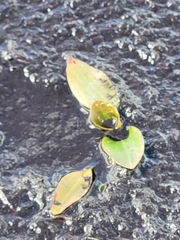 Potamogeton polygonifolius