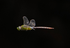 Anax concolor