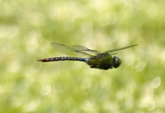 Anax concolor