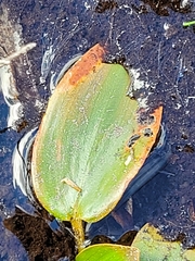 Potamogeton polygonifolius