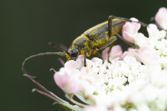 Lepturopsis dolorosa