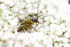 Lepturopsis dolorosa