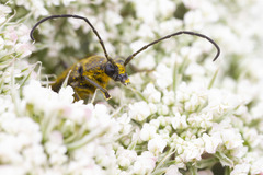 Lepturopsis dolorosa