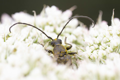 Lepturopsis dolorosa