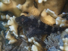 Hypleurochilus bermudensis