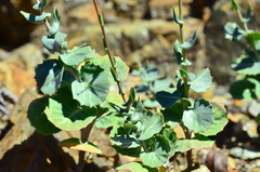 Streptanthus morrisonii morrisonii