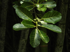 Ficus obtusifolia