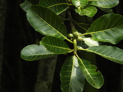 Ficus obtusifolia