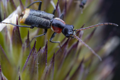 Axinotarsus pulicarius
