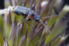 Axinotarsus pulicarius