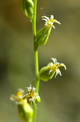 Streptanthus morrisonii morrisonii