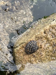 Concholepas concholepas