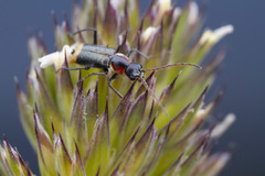 Axinotarsus pulicarius