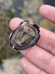 Concholepas concholepas