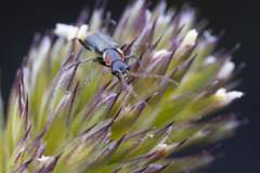 Axinotarsus pulicarius