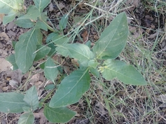 Ruellia drummondiana