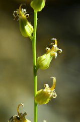 Streptanthus morrisonii morrisonii
